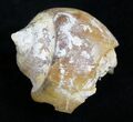 Agatized Fossil Gastropod From Morocco - #27987-2